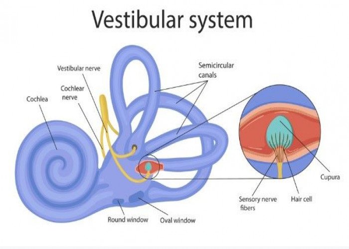 Vestibule of the Inner ear