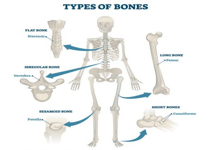 Bones