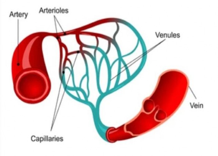 Capillaries