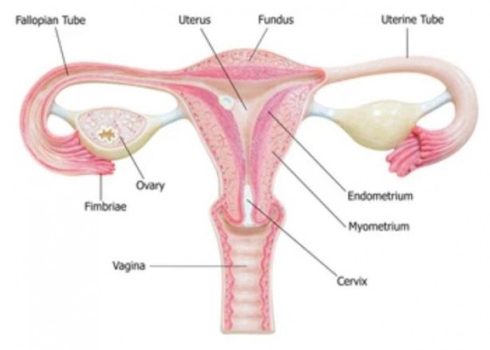 Fallopian tubes