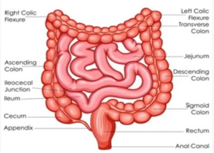 Intestine