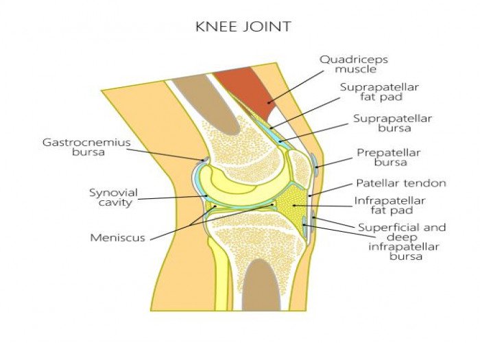 Knee