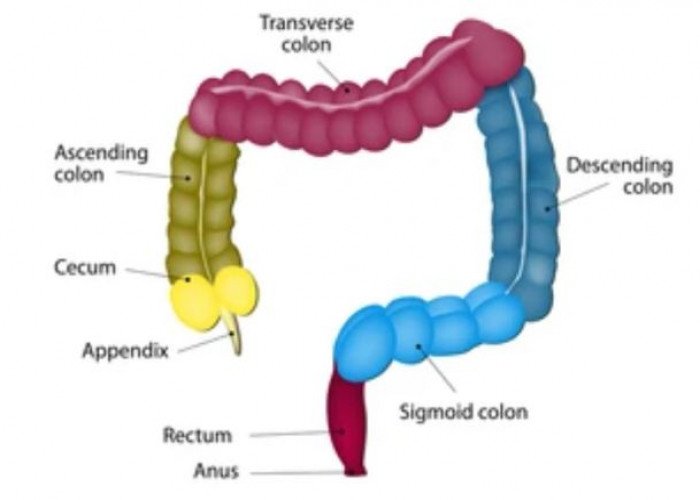 Large intestine