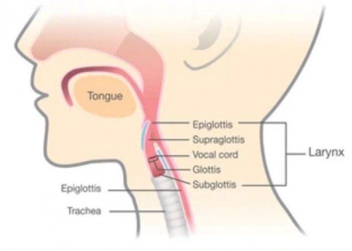 Larynx