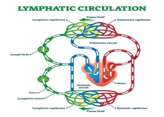 Lymphatic vessel