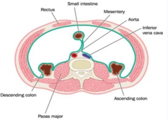 Mesentery