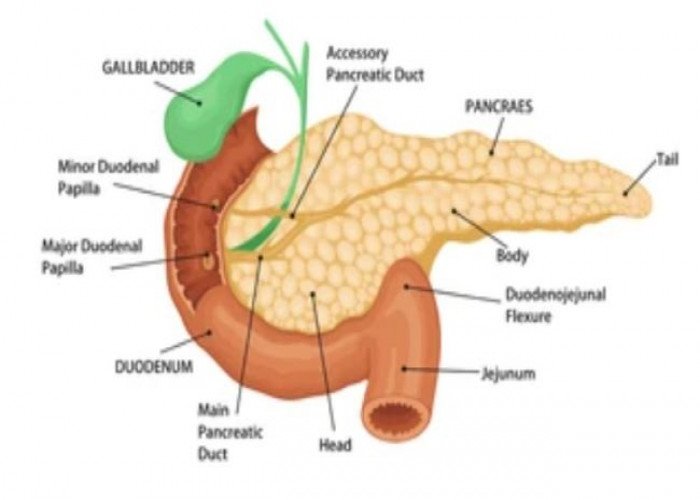 Pancreas