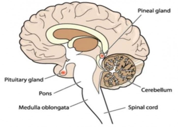 Pituitary gland