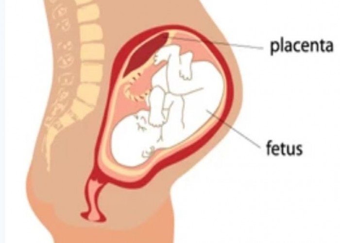 Placenta