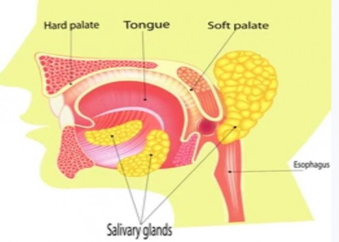 Salivary glands