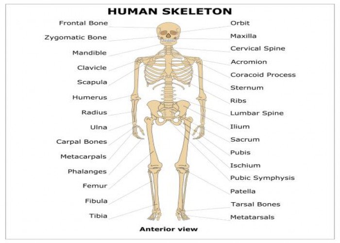 Skeleton