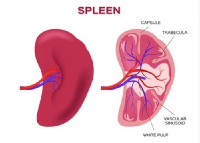 Spleen