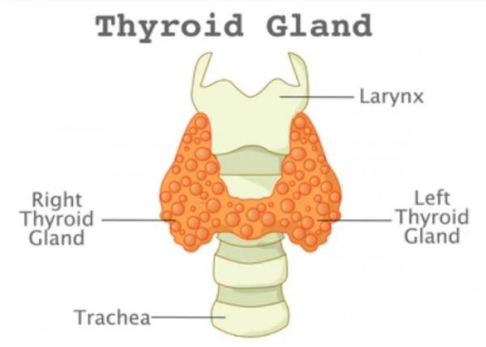 Thyroid gland