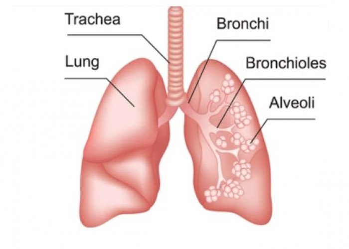 Trachea