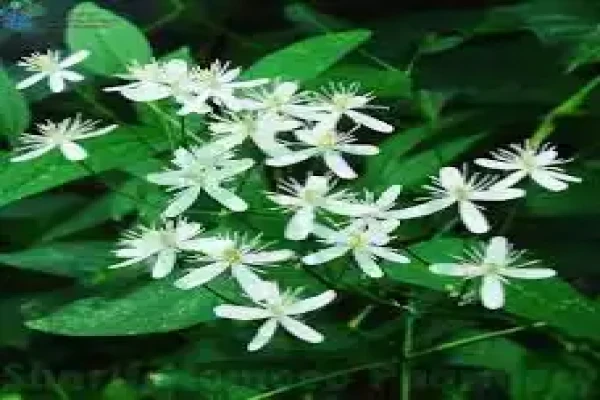 Clematis erecta