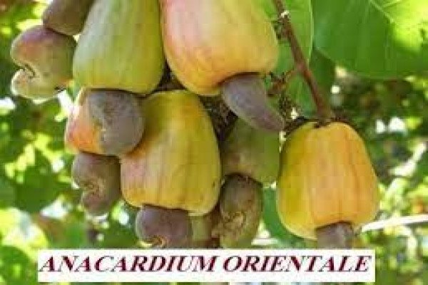 Anacardium orientalis