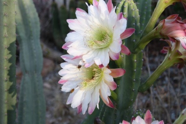 Cactus grandiflorus